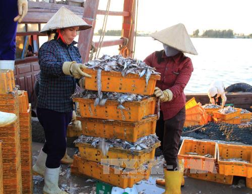 Ngư dân Thanh Hóa bội thu trong chuyến ra khơi đầu năm